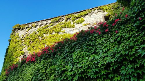 Low angle view of plants against clear sky