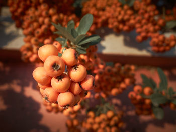 Close-up of berries growing on plant