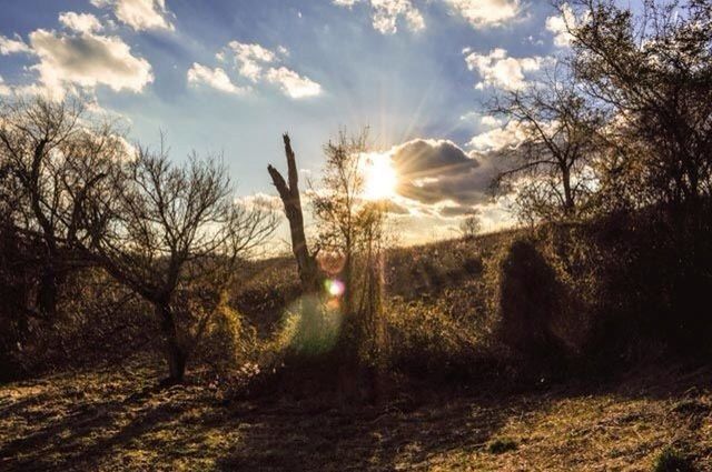 sun, sky, tree, sunlight, tranquility, sunbeam, field, landscape, tranquil scene, lens flare, cloud - sky, nature, scenics, cloud, grass, sunset, beauty in nature, growth, silhouette, shadow