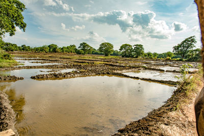 Scenic view of agricultural field against sky