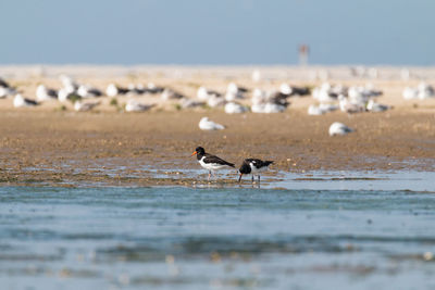 Seagull on beach