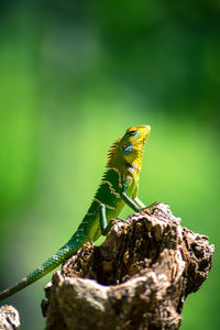 Close-up of an isolated orange and green lizard on a tree stump. ella, sri lanka. blurred background