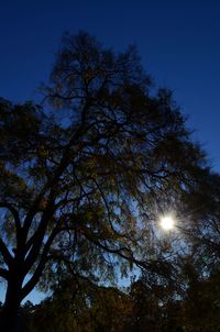 Low angle view of trees against sky