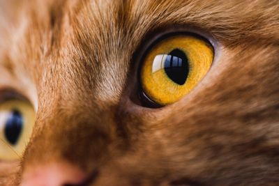 Close-up portrait of cat