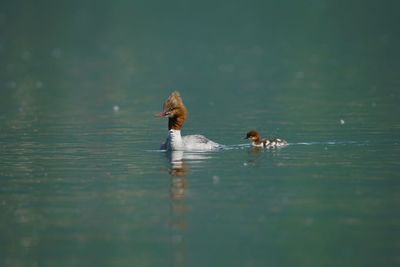 Swans swimming in lake