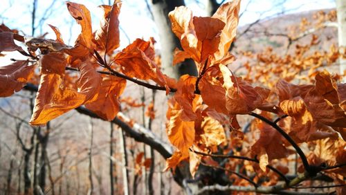 Close-up of maple leaves on branch