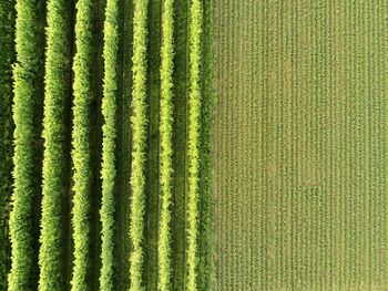 Full frame shot of corn field