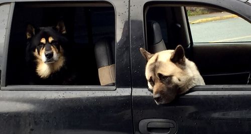 Portrait of dog sitting in car