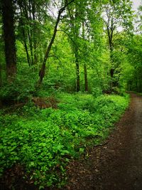 Trees growing in forest