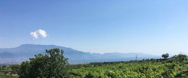 Scenic view of agricultural field against blue sky