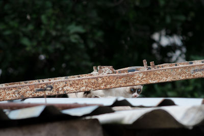 Close-up of rusty metal