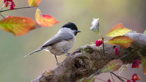 Close-up of birds perching on branch