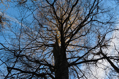 Low angle view of bare trees against sky