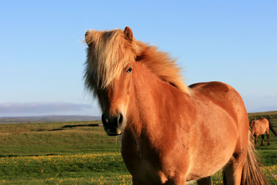 Horse in a field