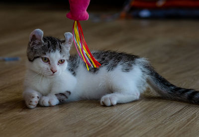 Close-up of cat relaxing on floor at home