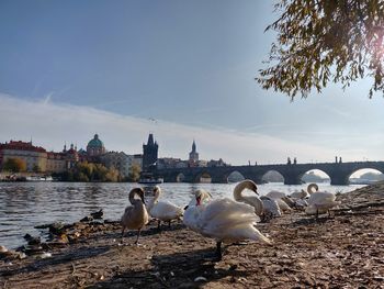 Seagulls on river with buildings in background