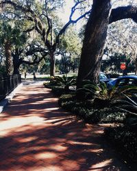 Trees in sunlight
