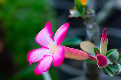 Close-up of pink flowering plant