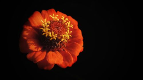Close-up of orange flower against black background