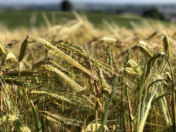 agriculture