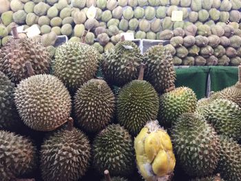 Close-up of cactus in market