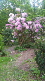 Pink flowering plants on field