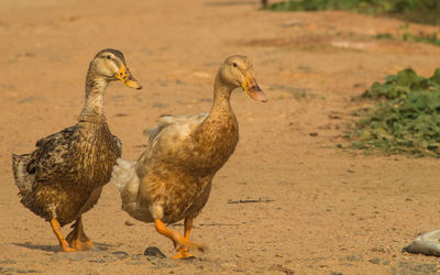 Close-up of birds on field