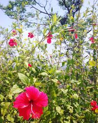 Close-up of pink flowers blooming outdoors