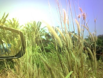 Close-up of crop in field