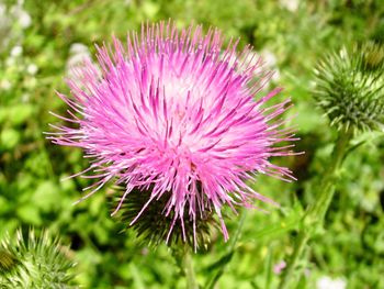 Close-up of thistle blooming on field