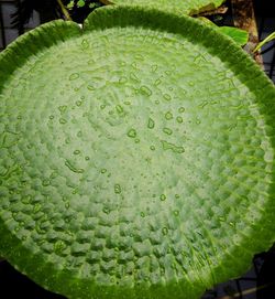 Close-up of water drops on leaves