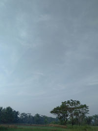 Trees on field against sky