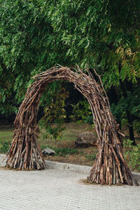 View of tree trunks in forest