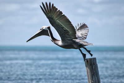 Bird flying over sea against sky