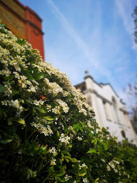 Low angle view of flowering plants by building against sky