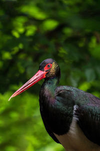 Close-up of bird perching on a plant