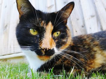 Close-up portrait of a cat