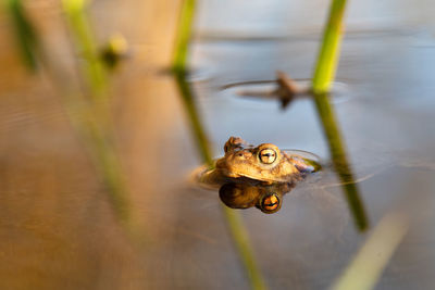 Close-up of turtle on a lake