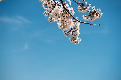 Low angle view of blooming tree against sky