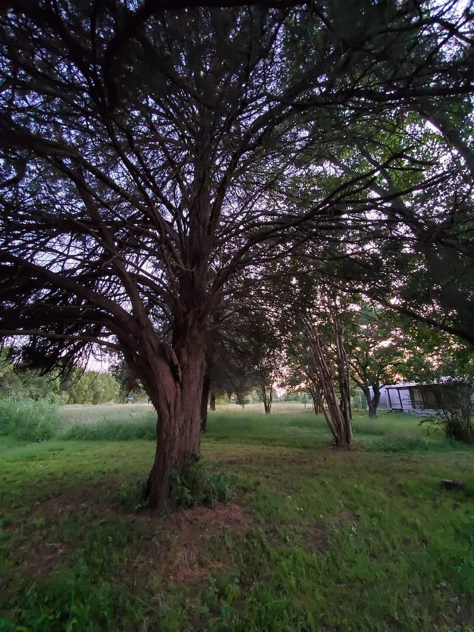 TREE IN FIELD