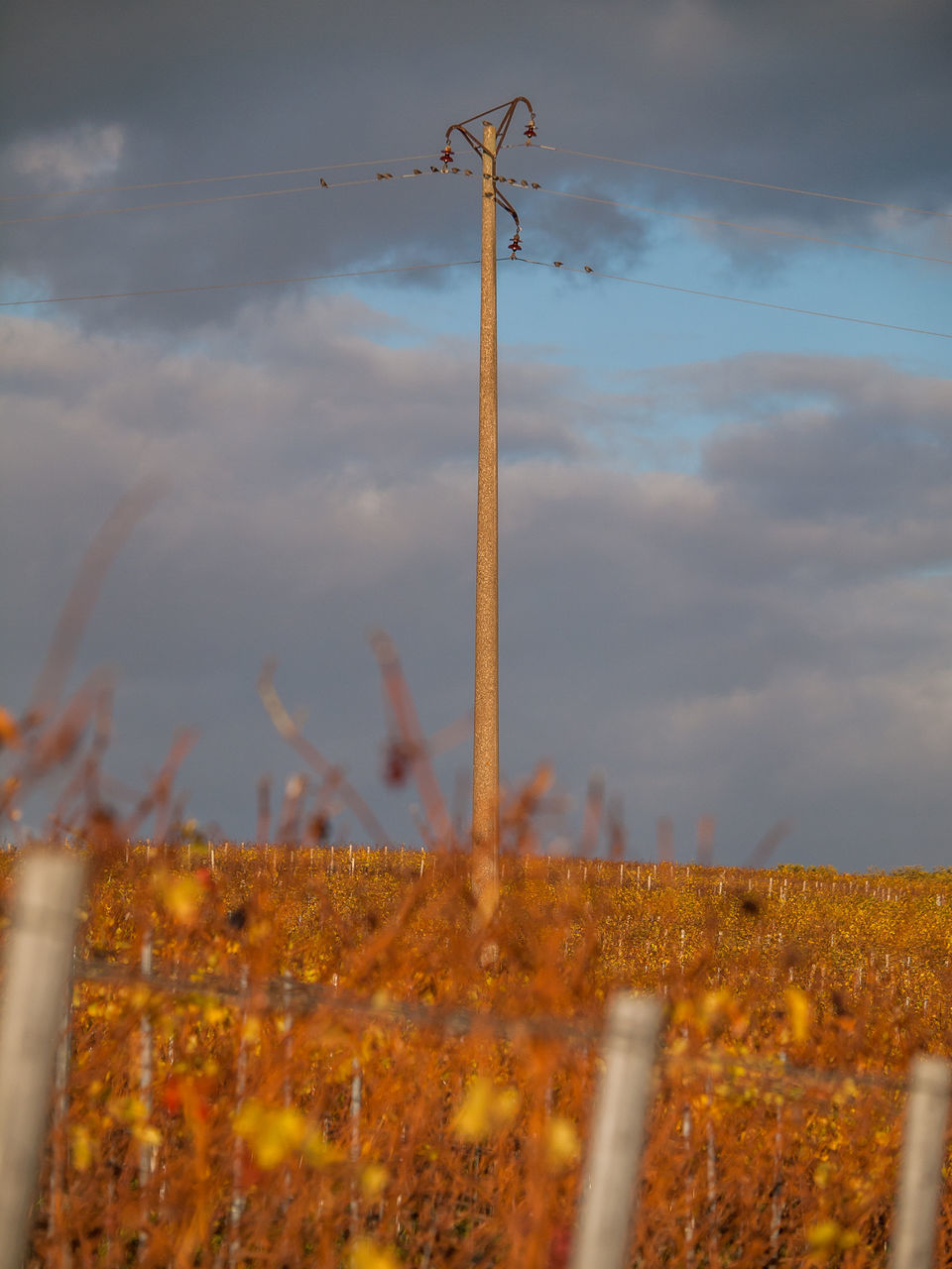 LOW ANGLE VIEW OF PLANTS ON LAND AGAINST SKY