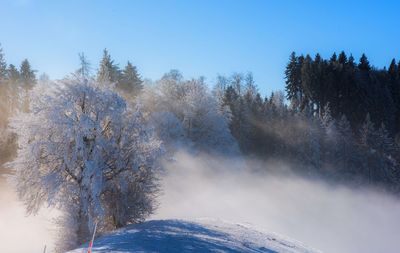 Scenic view of trees against clear sky during winter