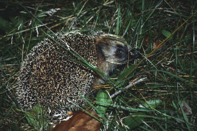 Close-up of a turtle on field
