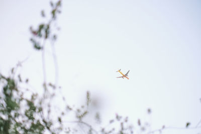 Low angle view of insect flying against clear sky