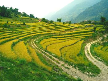 Scenic view of agricultural field