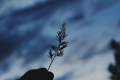 Close-up of plant against blurred background