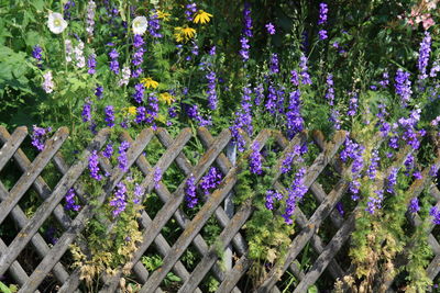 Close-up of purple flowers