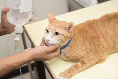 Cropped hand of person touching ginger cat