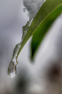 Close-up of water drops on plant during winter