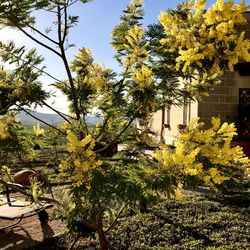 Scenic view of flowering plants and trees against sky on sunny day